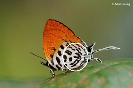 Drupadia theda thesmia