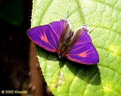 Drupadia theda thesmia