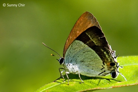 Rachana jalindra burbona