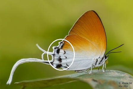 Neocheritra amrita amrita