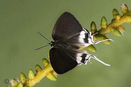 Manto hypoleuca terana