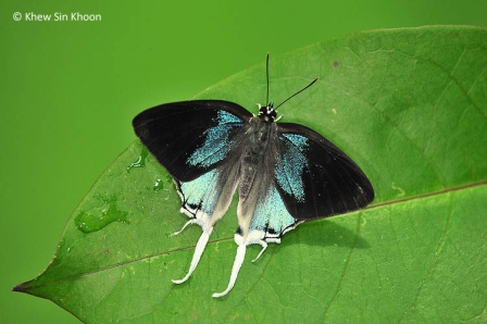 Manto hypoleuca terana