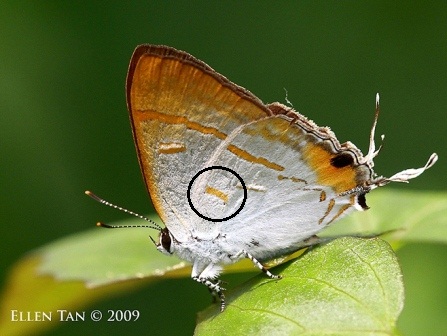 Hypolycaena thecloides thecloides