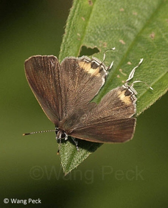 Hypolycaena thecloides thecloides