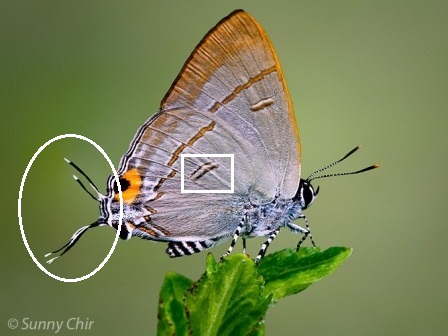 Hypolycaena erylus teatus