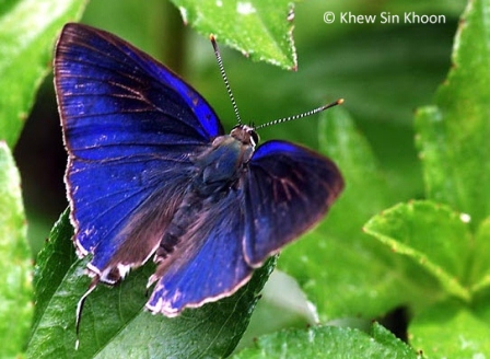 Hypolycaena erylus teatus