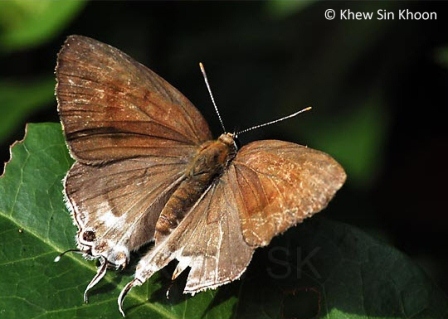 Hypolycaena erylus teatus