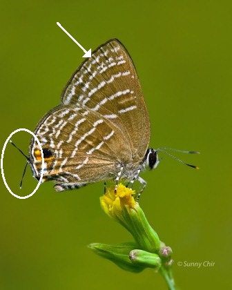 Virachola kessuma deliochus