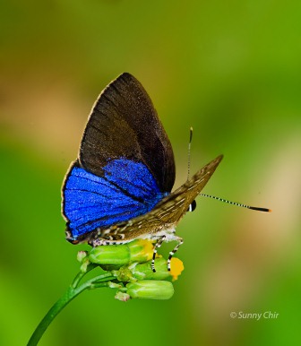 Virachola kessuma deliochus