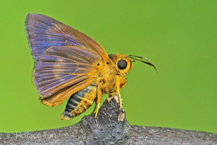 Burara harisa consobrina