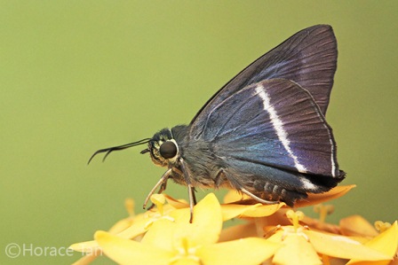 Hasora taminatus malayana