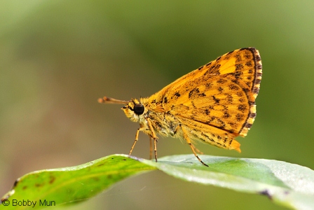 Ampittia dioscorides camertes