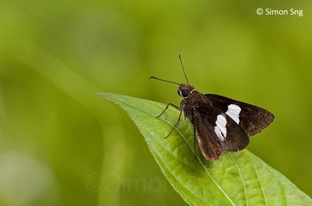 Notocrypta paralysos varians