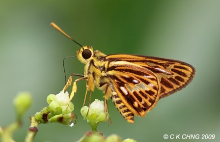 Pyroneura latoia latoia