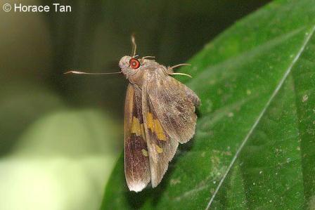 Erionota hiraca apicalis