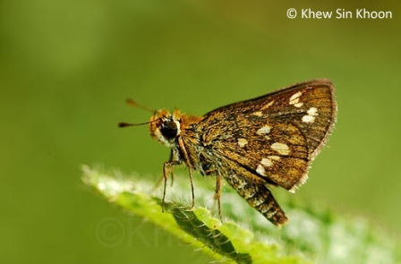 Taractrocera ardonia lamia