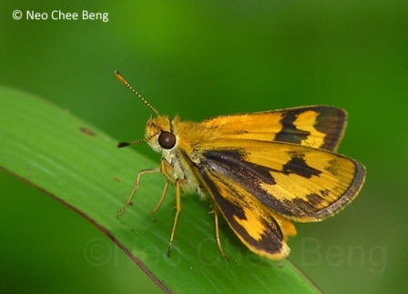 Taractrocera archias quinta