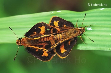 Taractrocera archias quinta