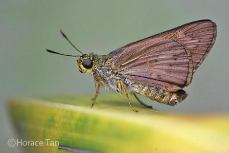 Cephrenes acalle niasicus