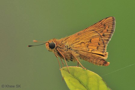 Telicota colon stinga