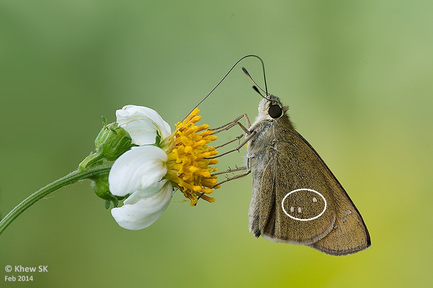 Borbo cinnara cinnara