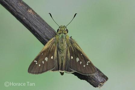 Borbo cinnara cinnara