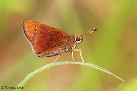 Caltoris cormasa